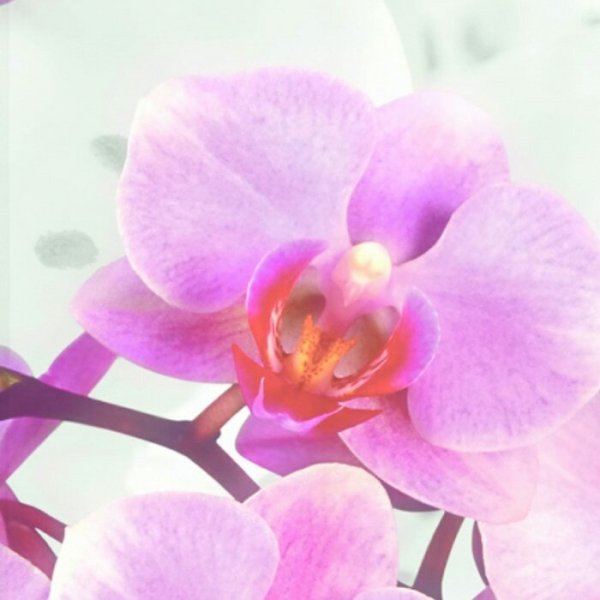 Schiebevorhang Dessin Elina Fb. 92, 60x245 cm, kürzbar