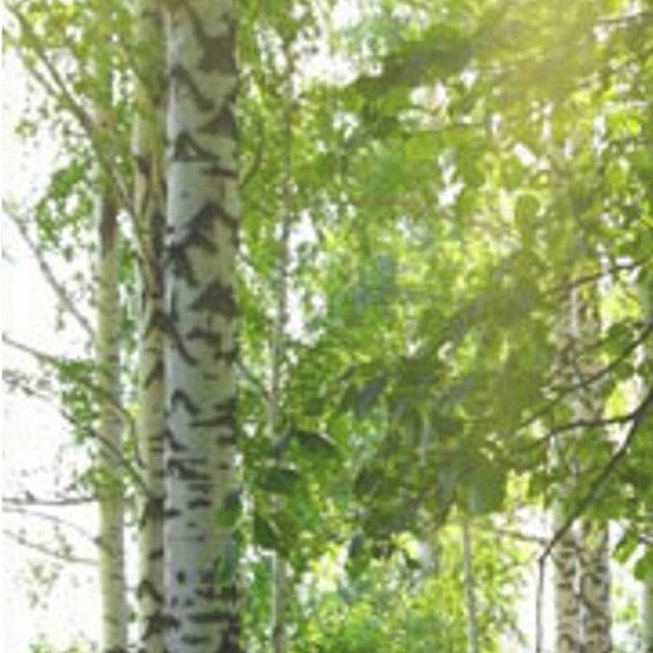 Schiebevorhang Dessin Bosco Fb. 80, 60x245 cm, kürzbar