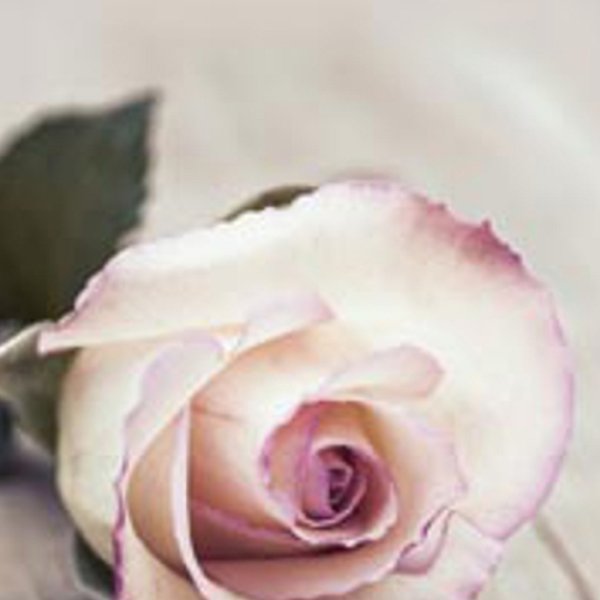 Schiebevorhang Dessin Roso Fb. 77, 60x245 cm, kürzbar